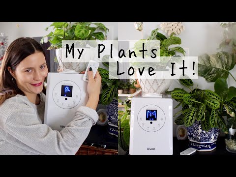 BEST Humidifier for Houseplants! | Levoit Humidifier Review!